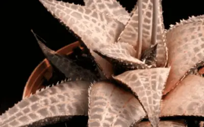 Haworthiopsis Tessellata