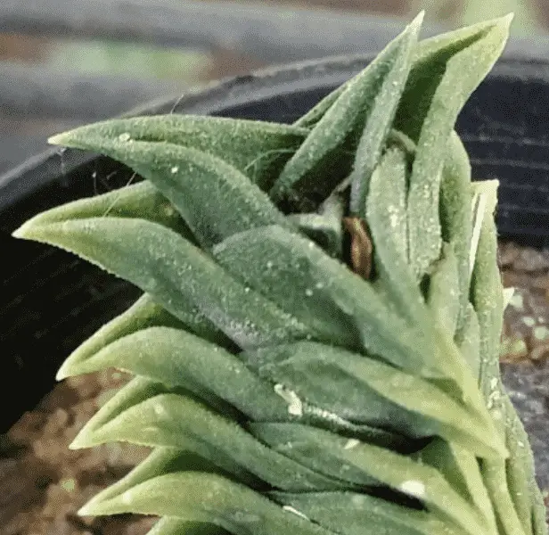 Haworthiopsis Viscosa