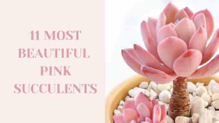 11 Most Beautiful Pink Succulents
