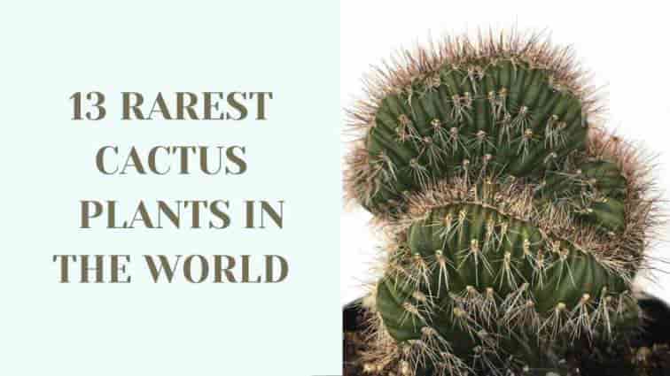 13-Rarest-Cactus-Plants-In-The-World-1-1080x608-2