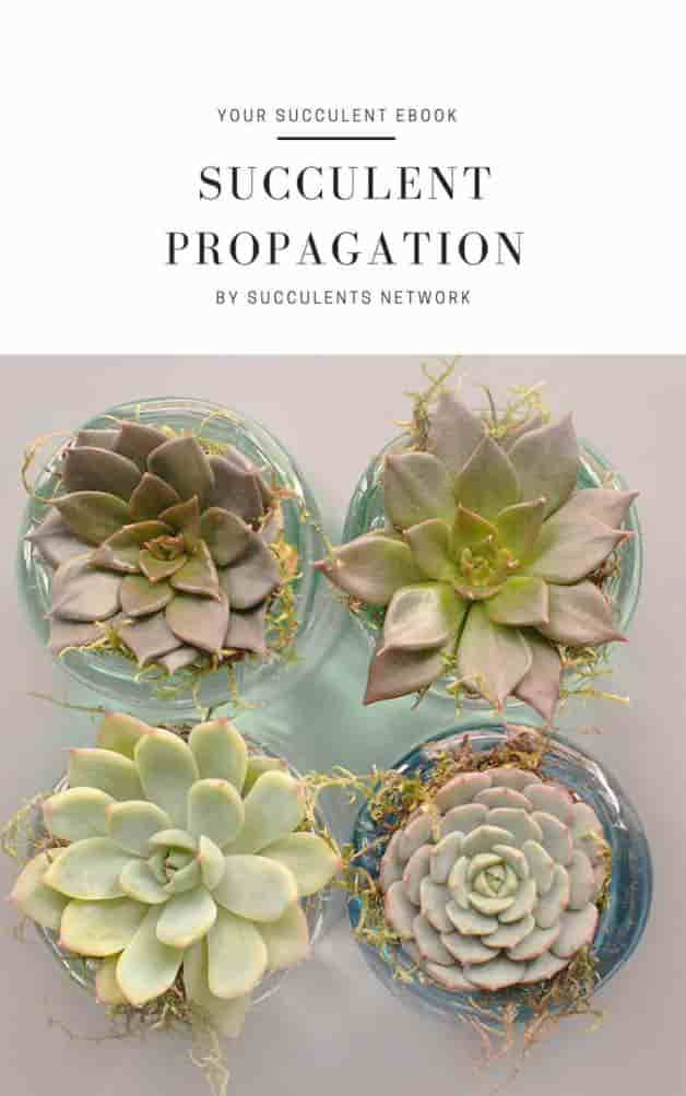 how to propagate succulents ebook