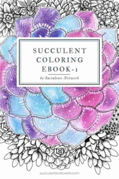 Succulent coloring Ebook I