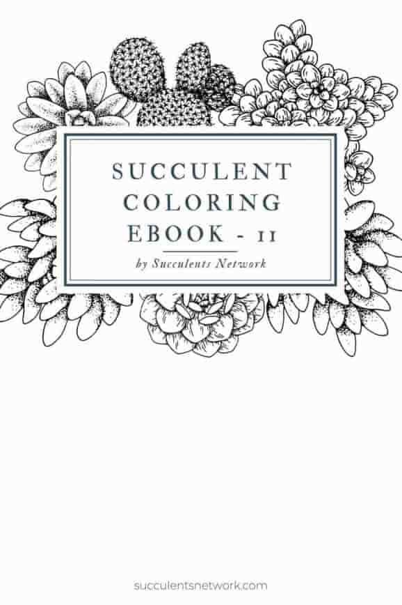 succulent coloring ebook II