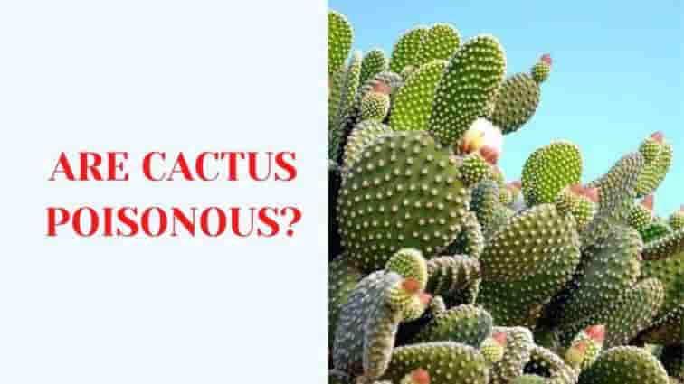 Are Cactus Poisonous?