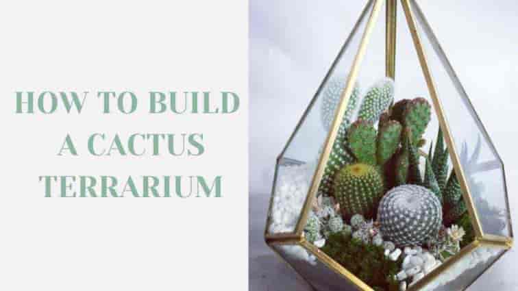 How to build a cactus terrarium
