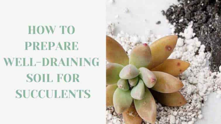 HOW-TO-PREPARE-WELL-DRAINING-SOIL-FOR-SUCCULENTS-1080x608-2