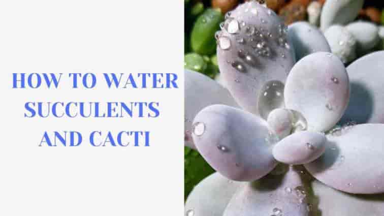 HOW-TO-WATER-SUCCULENTS-AND-CACTI-1080x608-2