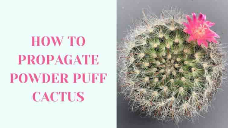 How to propagate powder puff cactus