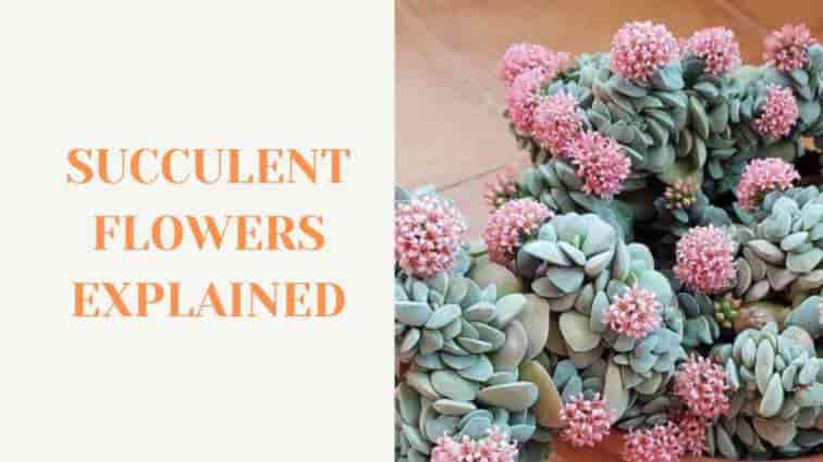 Succulent Flowers Explained