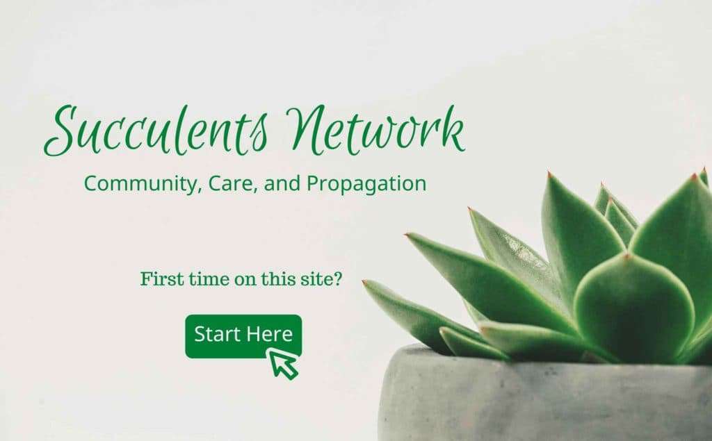 Succulents_network_Front_page_cover
