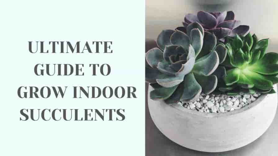 Ultimate-Guide-to-Grow-Indoor-Succulents-