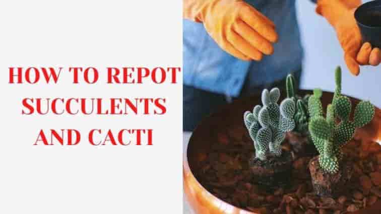 How to repot succulents and cacti