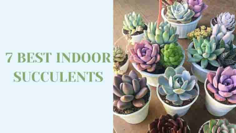 7 Best Indoor Succulents