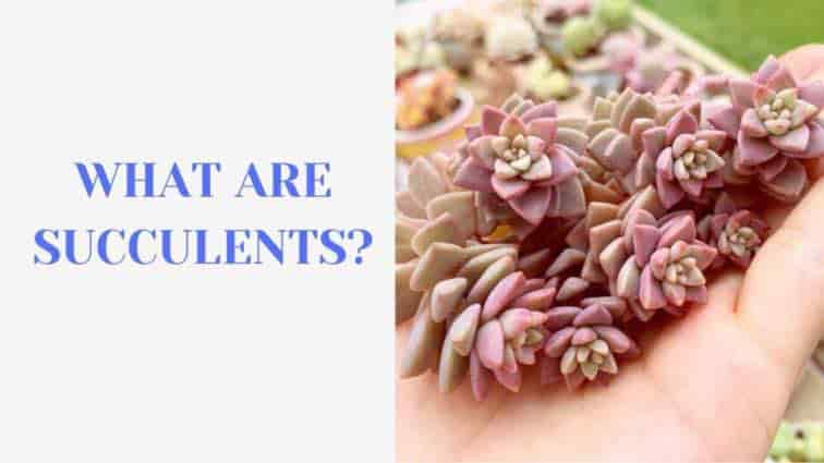 What are succulents