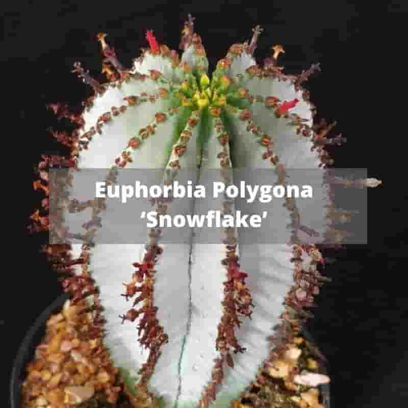 Euphorbia Plygona 'Snowflake'