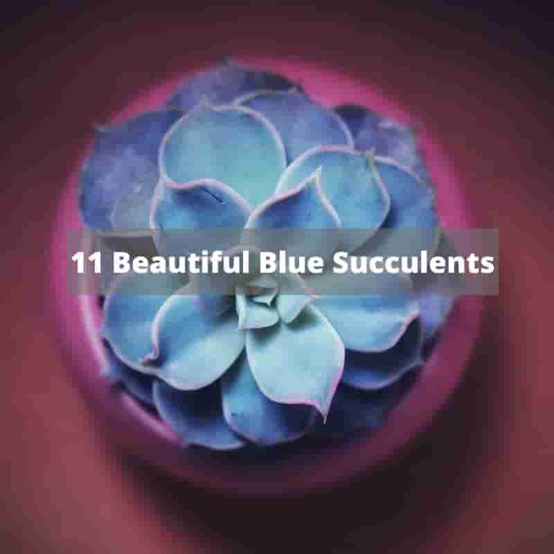 11 Beautiful Blue Succulents
