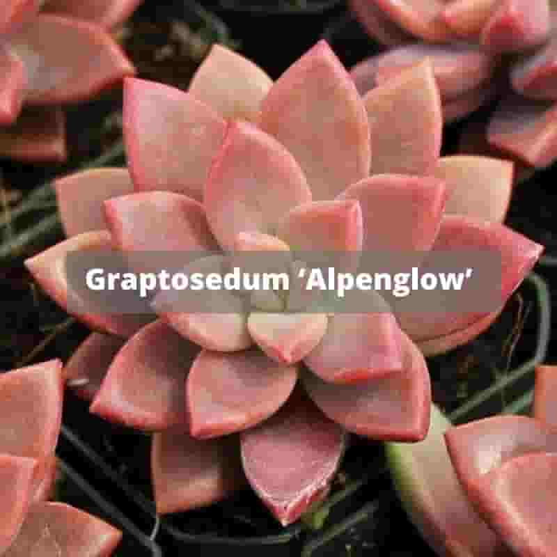 Graptosedum 'Alpenglow'
