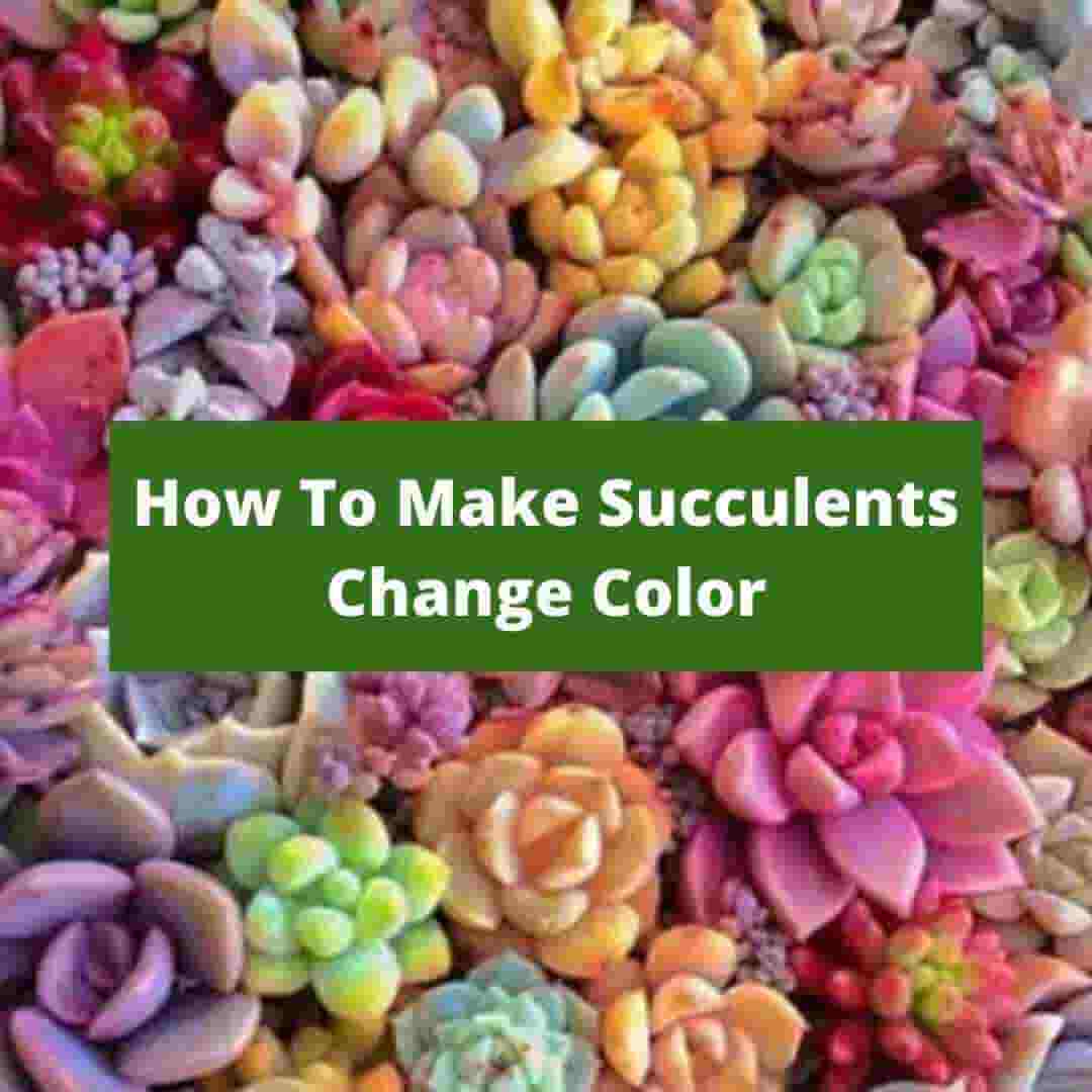 how to make succulents change colors
