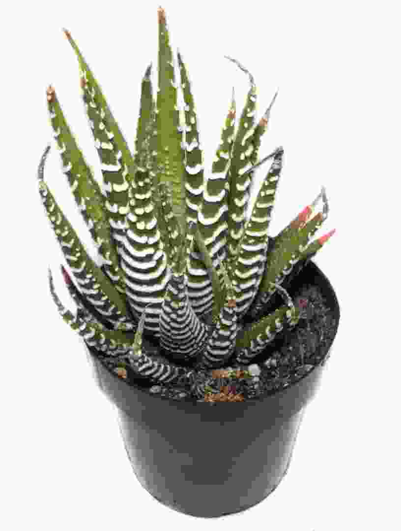 Low-light-succulents