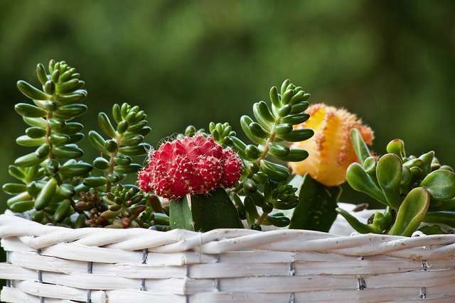 How To Keep Succulents Alive During A Heatwave