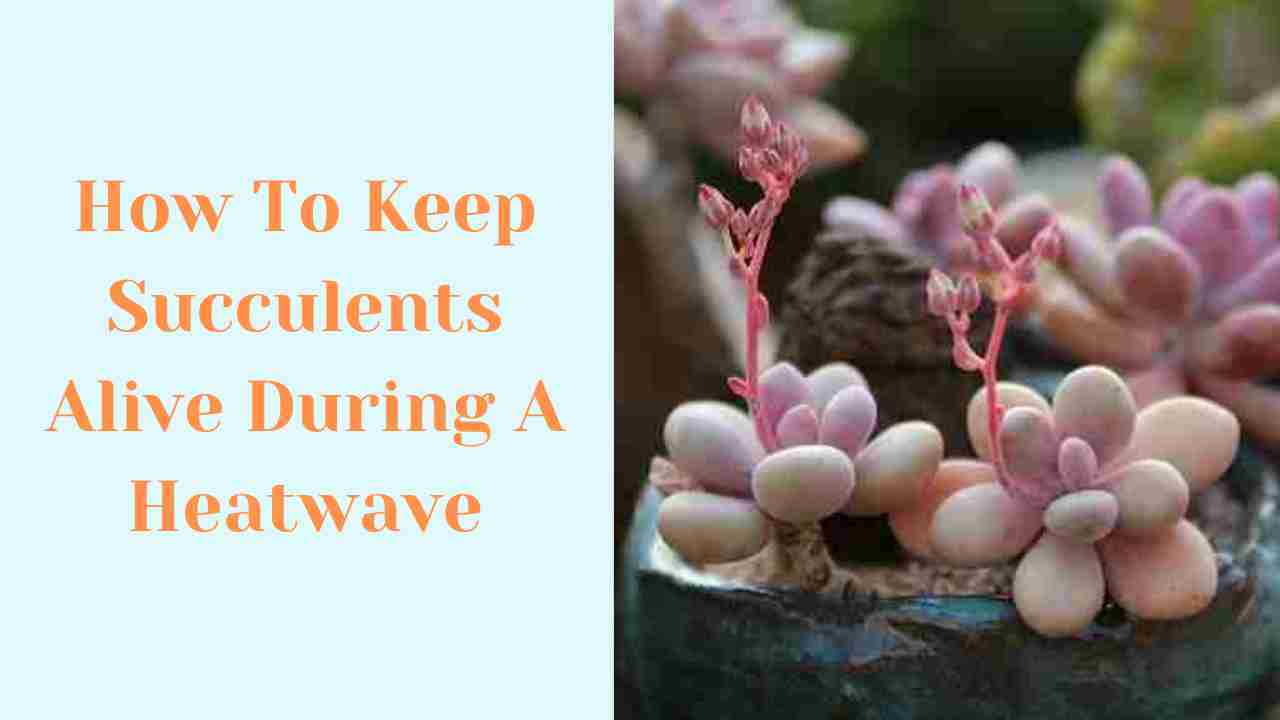 How to keep succulents alive during a heatwave